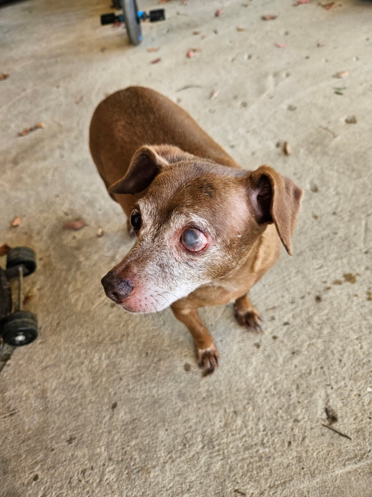 Pet